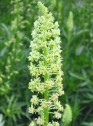 Reseda lutea L., rechie