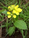Sinapis arvensis L., muștar de câmp, rapiță sălbatică