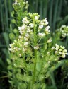 Thlaspi arvense L., punguliță