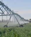 Cum investițiile în irigații vor revoluționa agricultura din România