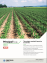 Tehnologia completă împotriva buruienilor - PRINCIPAL FORTE