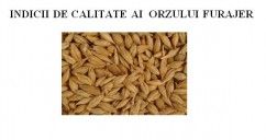 Indicii de calitate ai orzului furajer