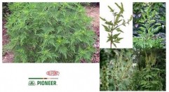 Ambrozia (Ambrosia artemisiifolia), o buruiană sub incidenţa legii