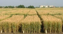 Importanta si obiectivele de ameliorare a graului comun (Triticum aestivum L.)