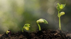 Noul regulament european privind sănătatea plantelor