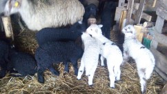 Vând oi țurcane cu miei