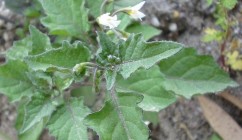 Solanum nigrum L. zârnă, umbra nopții