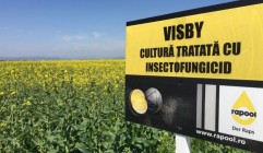 VISBY    Se recoltează ușor
