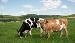 APIA începe plata: 100 de euro per cap de vacă de carne