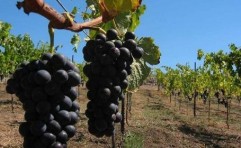 Vin DOC de Sebes Apold
