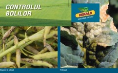 Hibrizii DEKALB- protecție puternică împotriva bolilor rapiței