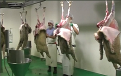 Tehnologia abatorizarii Ovinelor-Germania