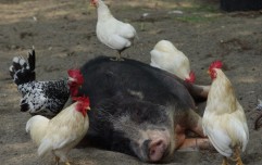 APIA eliberează adeverințele pentru măsura 14T – plăți privind bunăstarea animalelor, CAMPANIA 2018