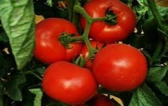 PRODUCATOR LEGUME