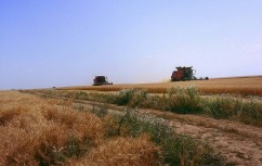 Prețuri la grâu și porumb în picaj: Fermierii din Portul Constanța se adaptează