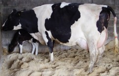 PUERPERIUMUL – PERIOADĂ DECISIVĂ PENTRU     PRODUCŢIA ŞI REPRODUCŢIA VACII