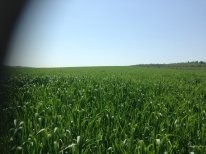1200 ha  teren agricol de vanzare in RM