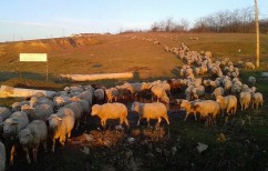 MADR alocă 182,9 milioane lei pentru promovarea produselor cu valoare adăugată mare