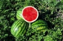 Pepene Verde 