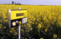 DARIOT  O mașinărie de produs rapiță 