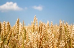 MADR: Excedent de 28,9 milioane de euro în comerțul cu produse agroalimentare