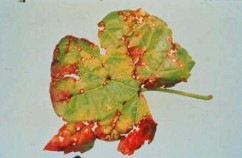 Bolile vitei de vie Partea 3 - Micoze -Antracnoza,Putregaiul alb al radacinilor,Eutipoza(tratamente)