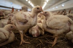 Bunăstarea puilor de carne în Europa: peste 1 miliard beneficiază de standarde ECC