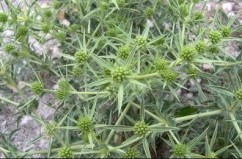 Eryngium campestre, scaiul dracului