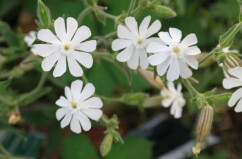 Silene latifolia Poir. , opaiță