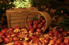 Ghid scurt de recoltare a fructelor