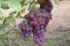 Preturile strugurilor la 11 septembrie 2011