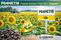P64HE118 – Hibrid floarea soarelui High Oleic cu performanță ridicată