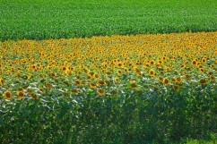 România este pe locul doi în UE la producţia de porumb şi floarea soarelui