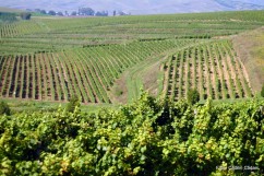 Vin DOC de Tarnave