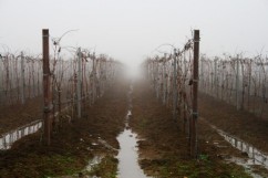Vin DOC de Samburesti
