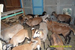 Vand berbeci si oi camerun