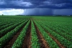 Rolul  si  importanta  asigurarilor  agricole