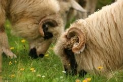 STATISTICI ZOOTEHNIE 2012  