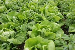 Vand salata verde Hanna/Sandrine - 30.00