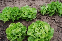 vand salata verde biologica