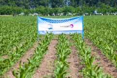 Microfertilizare eficientă localizată-Efect dublu: Starter și efect îndelungat