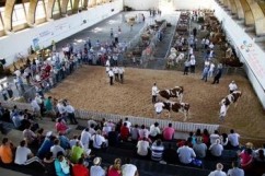 Cea mai frumoasă bălţată românească: Nuţi, de la Staţiunea de Cercetare Mureş