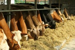 DSVSA controlează peste 300 de ferme. Subvențile se vor acorda în funcţie de rezultate 
