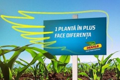 Cele mai utile sfaturi pentru semănatul porumbului