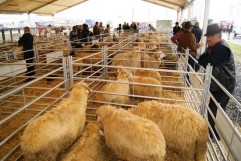 DAEA: Am dat drumul la programul de sprijin pentru crescătorii de ovine. Află mai multe detalii!