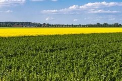 Deși produsele ECO sunt profitabile, deținem prea puține suprafețe certificate ecologic