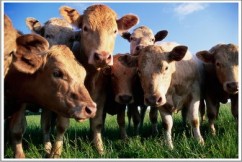 Ferma de vaci de lapte Sortimex Cluj