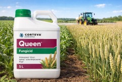 Queen – soluție eficientă pentru combaterea buruienilor în culturile agricole