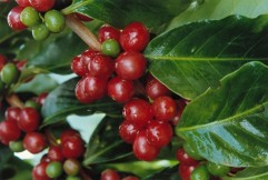 Tehnologia de obtinere a cafelei