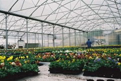Proiectam si construim sere pentru flori